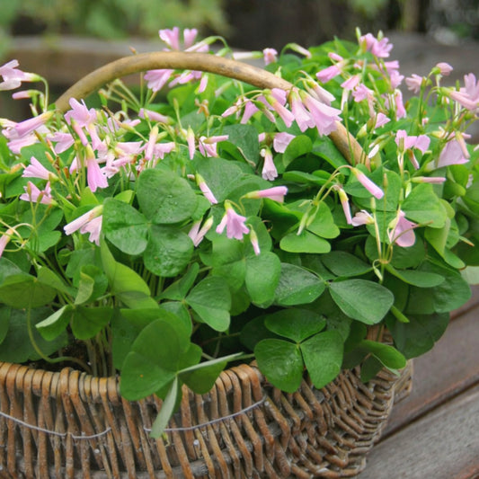 Oxalis triangularis Fanny - Trefle feuillage vert