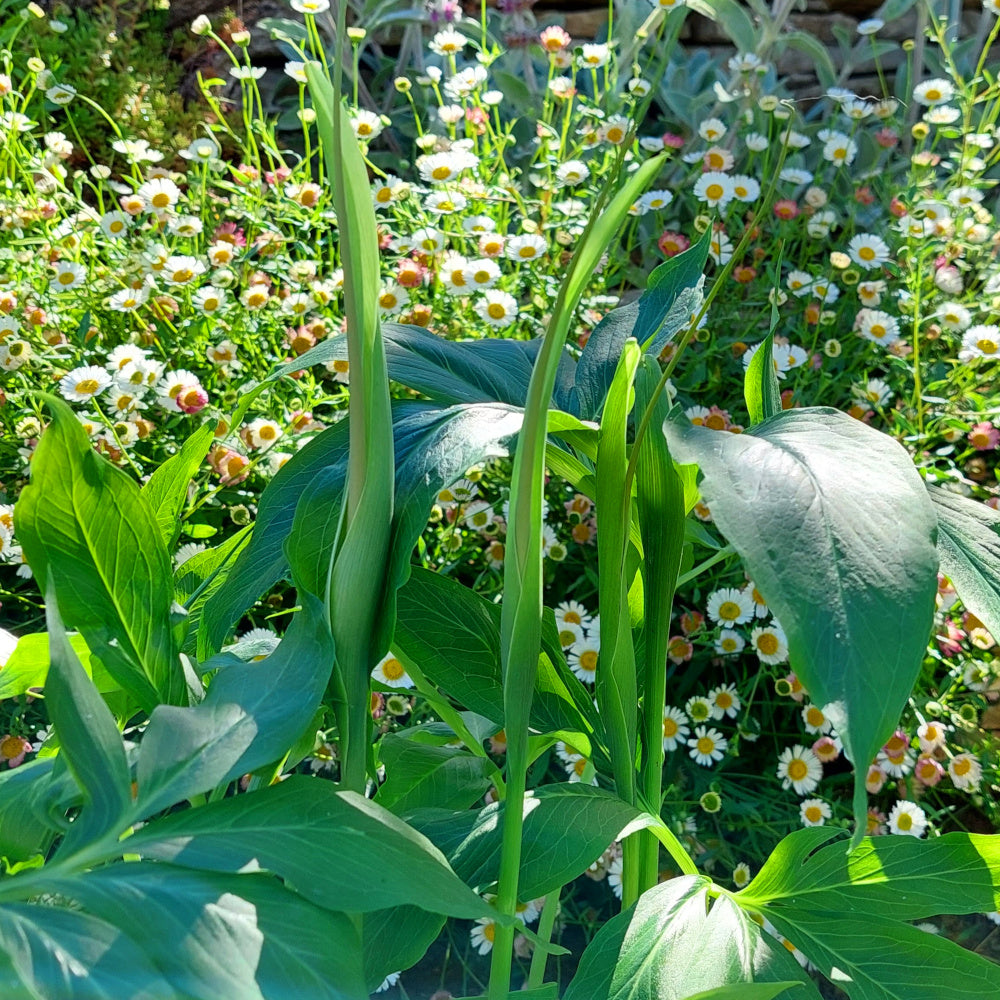 Pinellia pedatisecta - Arum dragon