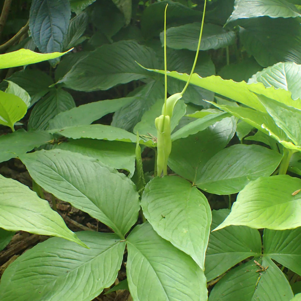 Pinellia tripartita - Arum dragon