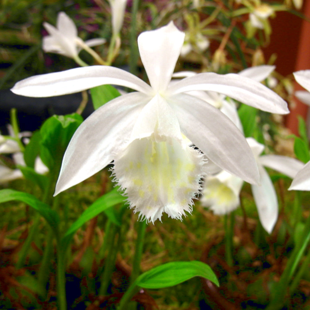Pleione formosana Alba - Orchidee terrestre blanche