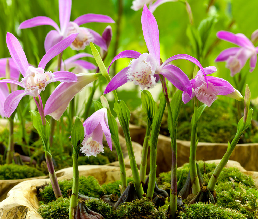 Pleione formosana - Orchidee terrestre rose