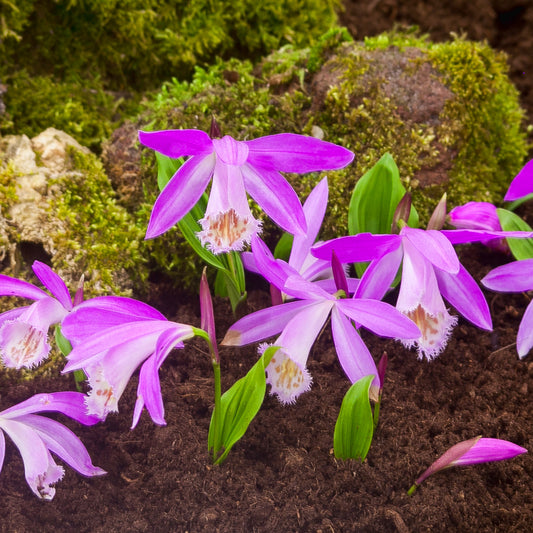 Pleione Tongariro - Orchidee terrestre rose vif