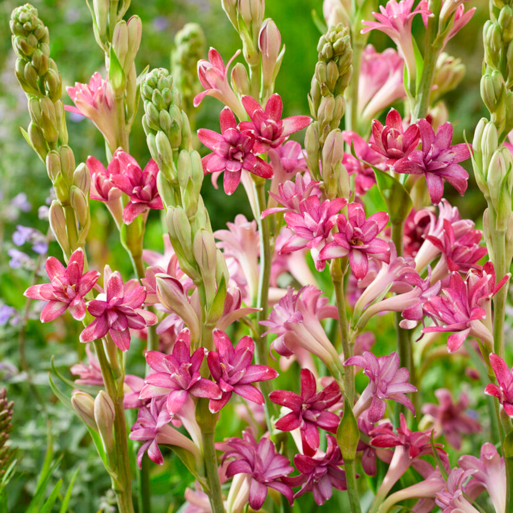 Tubéreuse - Polianthes tuberosus Cherry