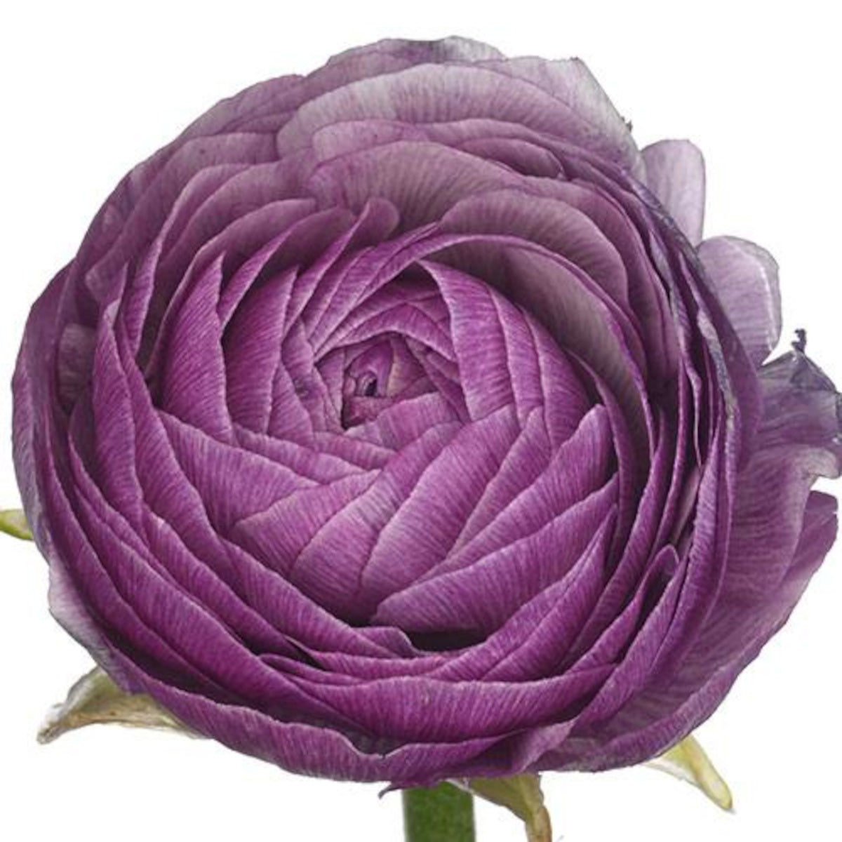 Ranunculus Amandine Purple Jean, Renoncule élégant