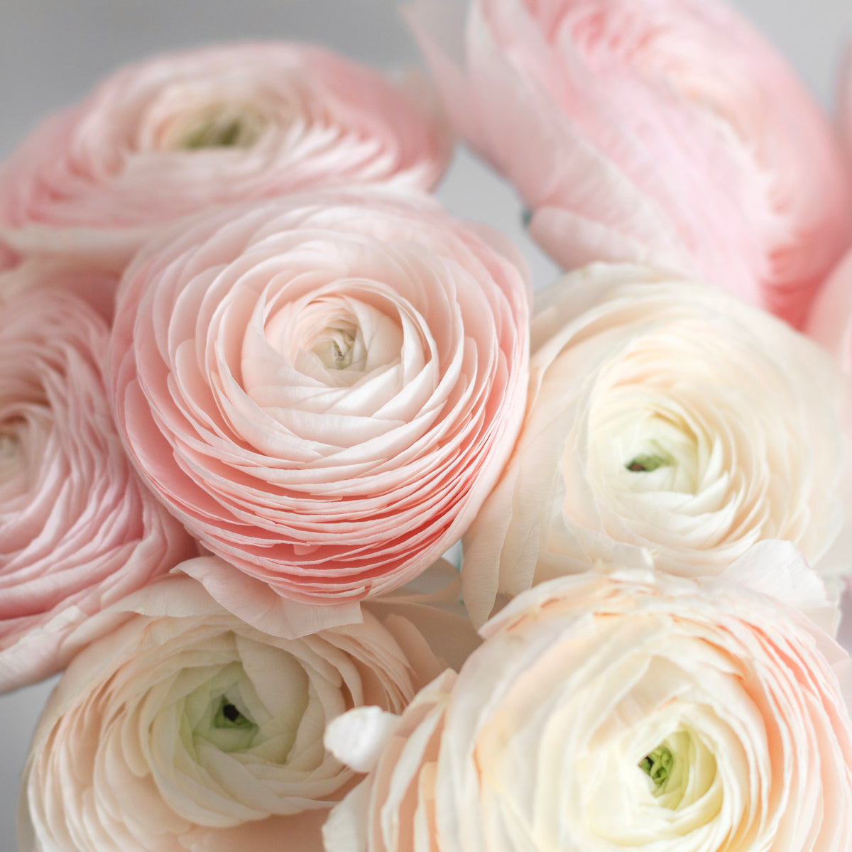 Ranunculus Amandine Chamallow, Renoncule élégant