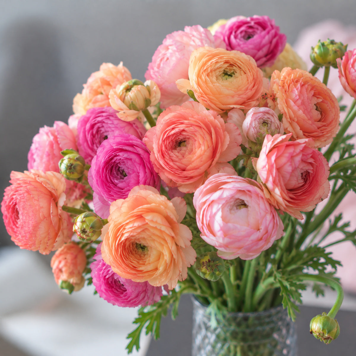 Ranunculus Amandine Champagne, Renoncule élégant