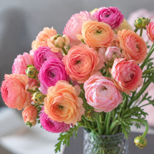 Ranunculus Amandine Champagne BelleTV