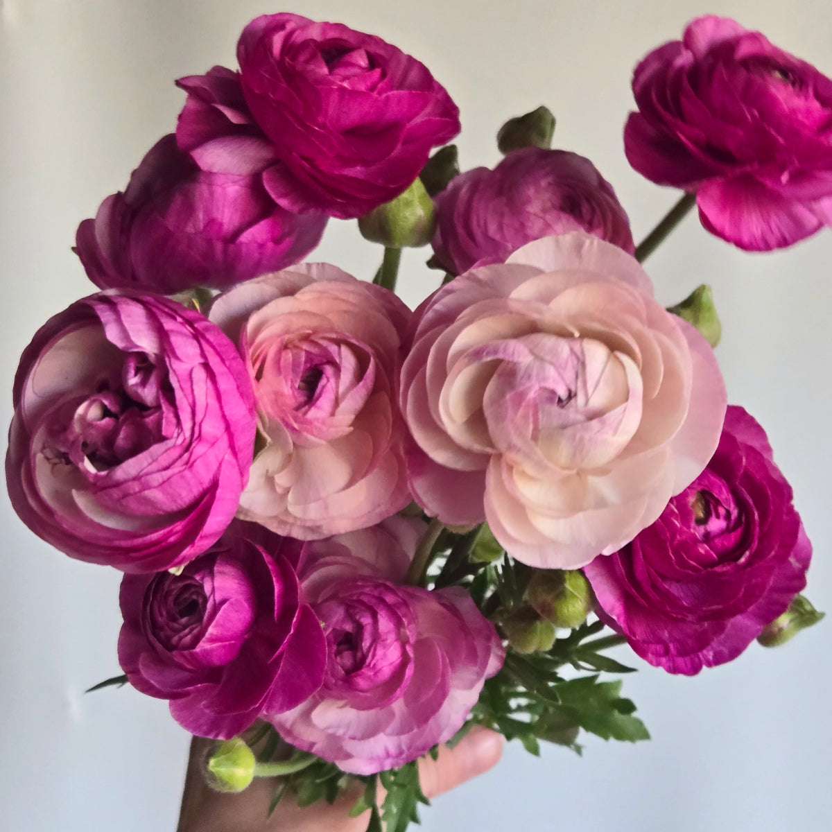 Ranunculus Amandine Purple Jean, Renoncule élégant