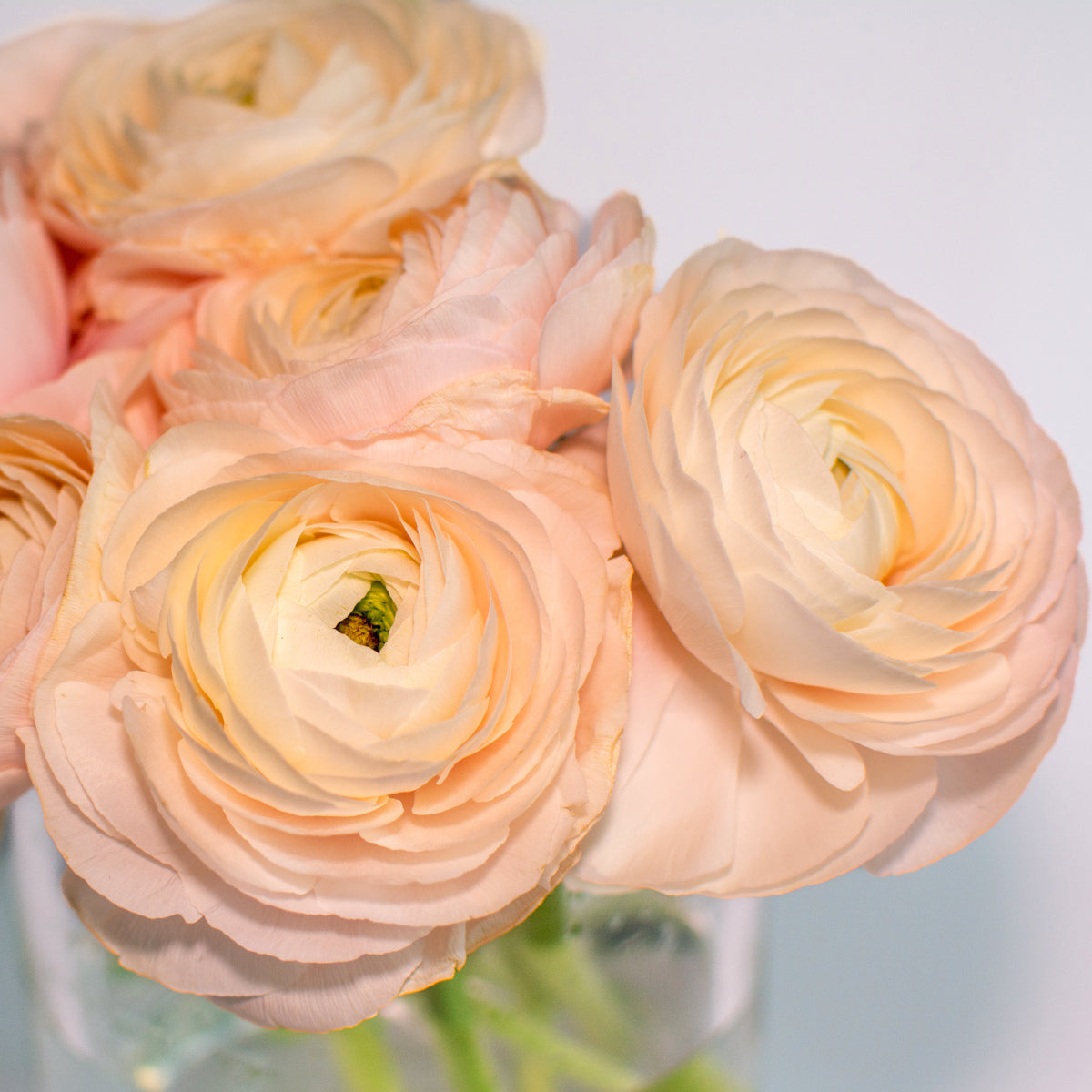 Ranunculus Amandine Salmon, Renoncule élégant
