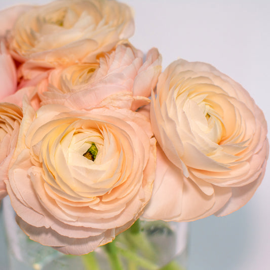 Ranunculus Amandine Salmon, Renoncule élégant