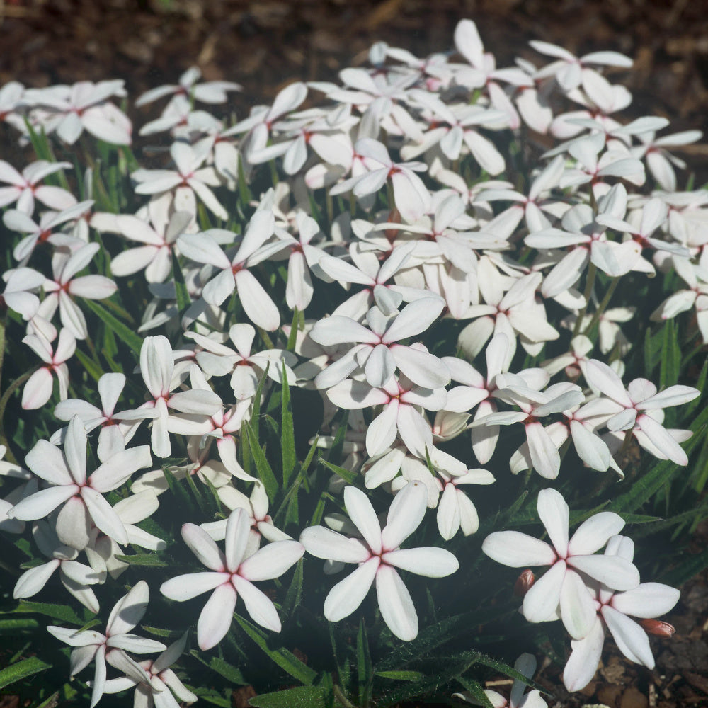 Rhodohypoxis White - Blanche