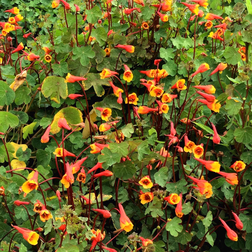 Tropaeolum tuberosum - Mashua