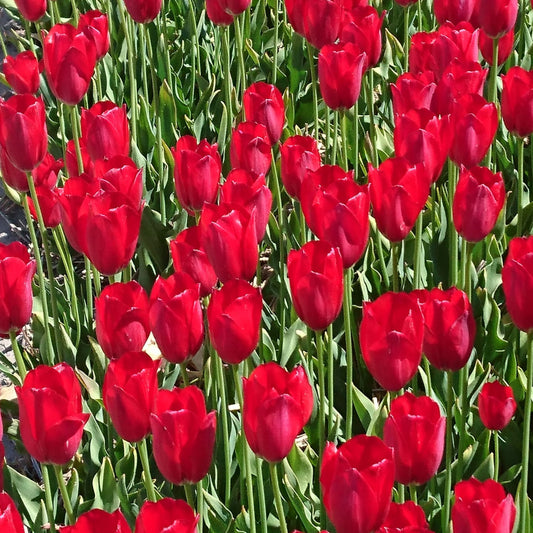 Tulipa aximensis - La Tulipe d'Aime