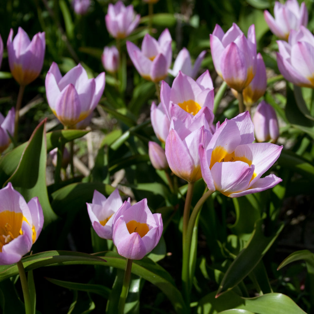 Tulipe saxatilis, Tulipe botanique