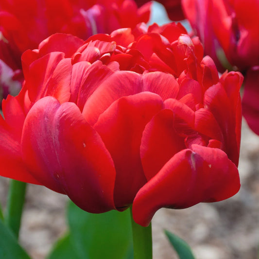 Tulipe Estatic, Tulipe multi-fleurs