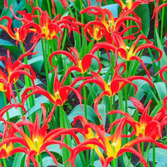 Tulipe Go Go Red - acuminata, Tulipe botanique