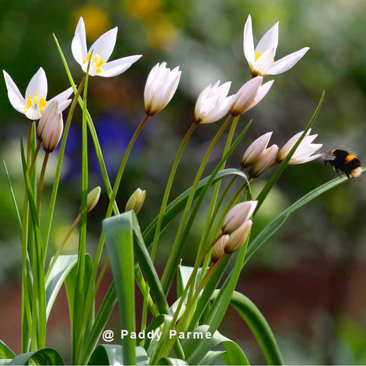 Tulipe cretica Hilde, Tulipe botanique