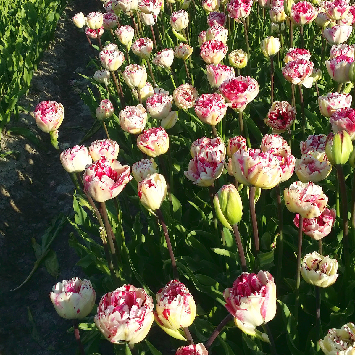 Tulipe Jonquieres, Tulipe Double (Pivoine)