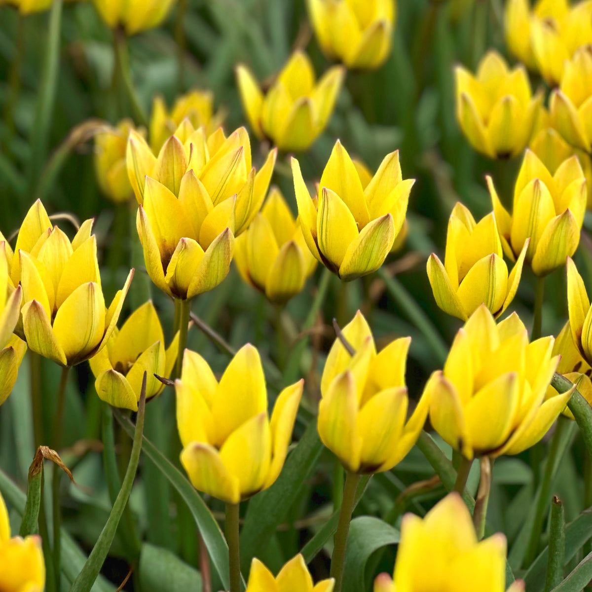 Tulipe Lucca, Tulipe botanique