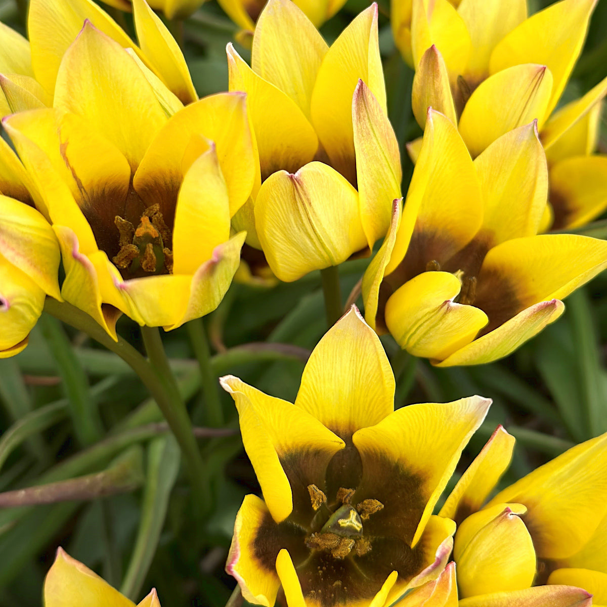 Tulipe Lucca, Tulipe botanique