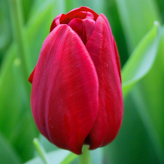 Tulipe National Velvet, Tulipe Triomphe