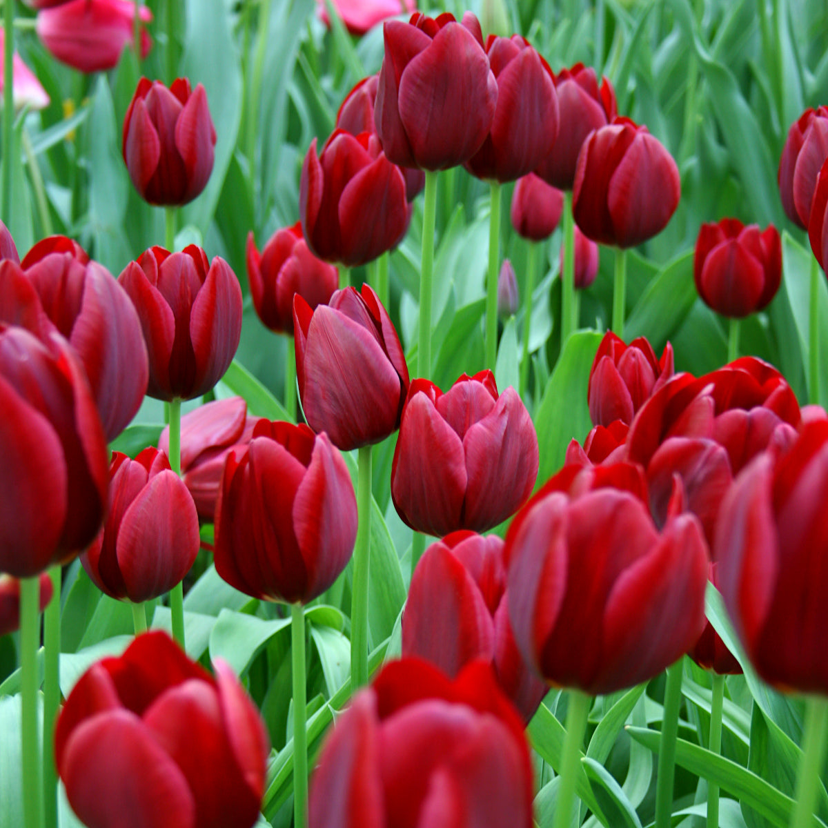 Tulipe National Velvet, Tulipe Triomphe