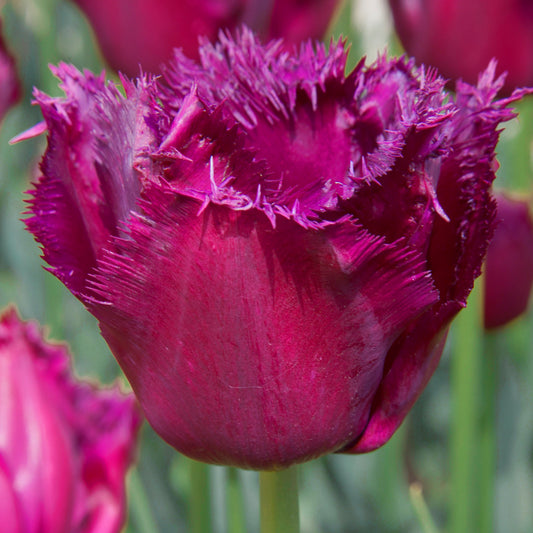 Tulipe Purple Crystal, Tulipe Frangée