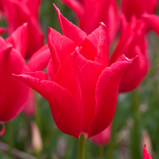 Tulipe Queen Rania, Tulipe Fleur de Lys