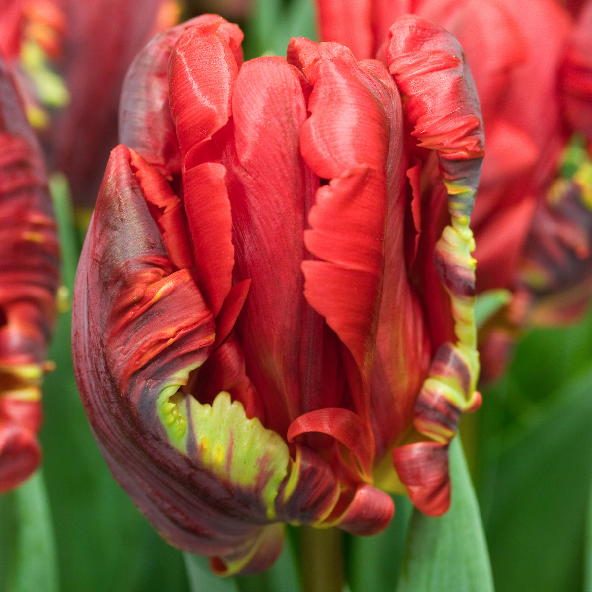 Tulipe Rococo, Tulipe Perroquet
