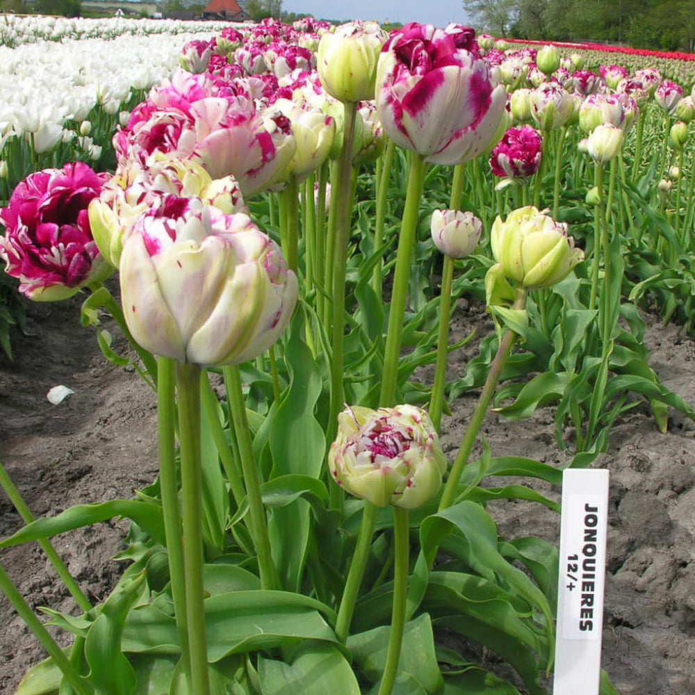 Tulipe Jonquieres, Tulipe Double (Pivoine)