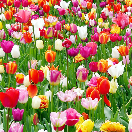 Mélange "Violès" - les tulipes simples
