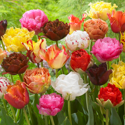 Mélange "Vaucluse" - les tulipes formes spéciales