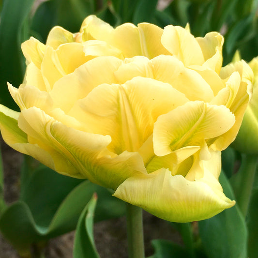 Tulipe Yellow Mountain, Tulipe Double (Pivoine)