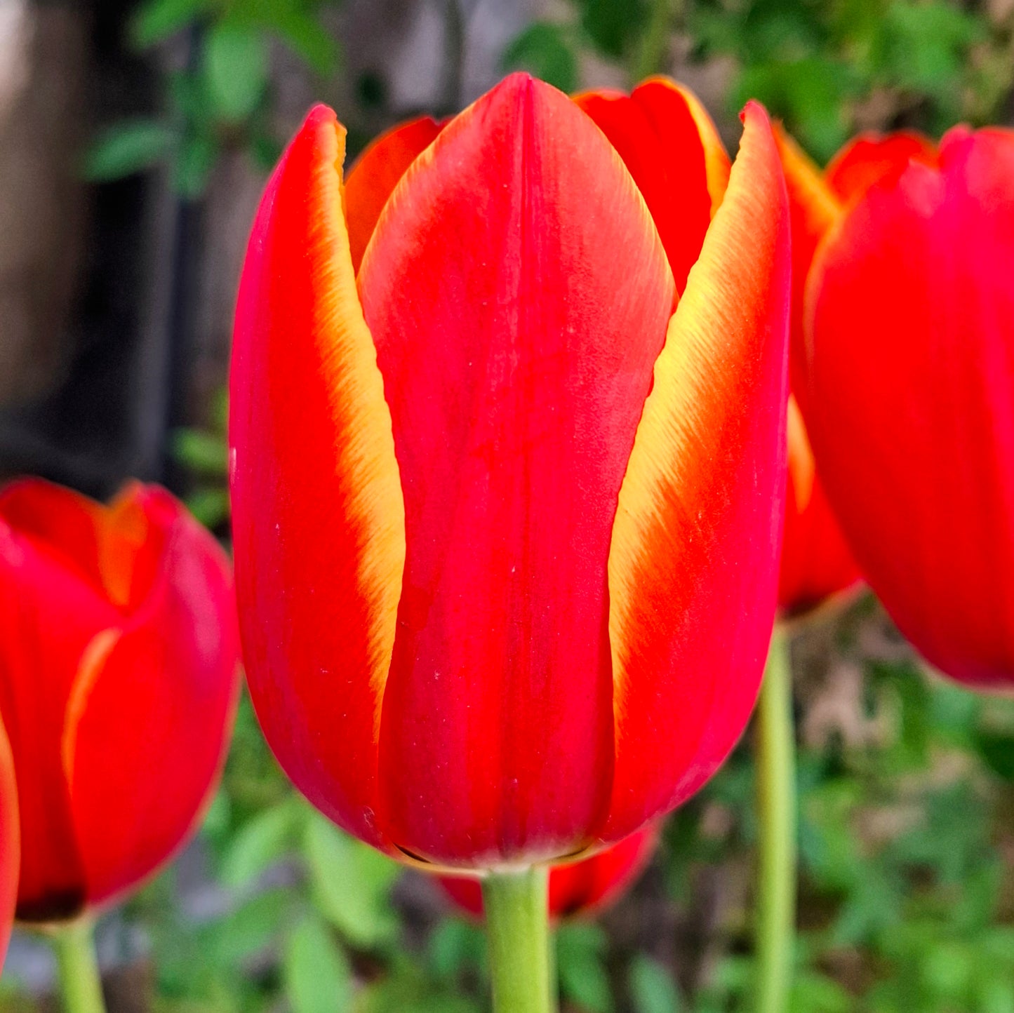 Tulipe Worlds Favourite, Tulipe Darwin