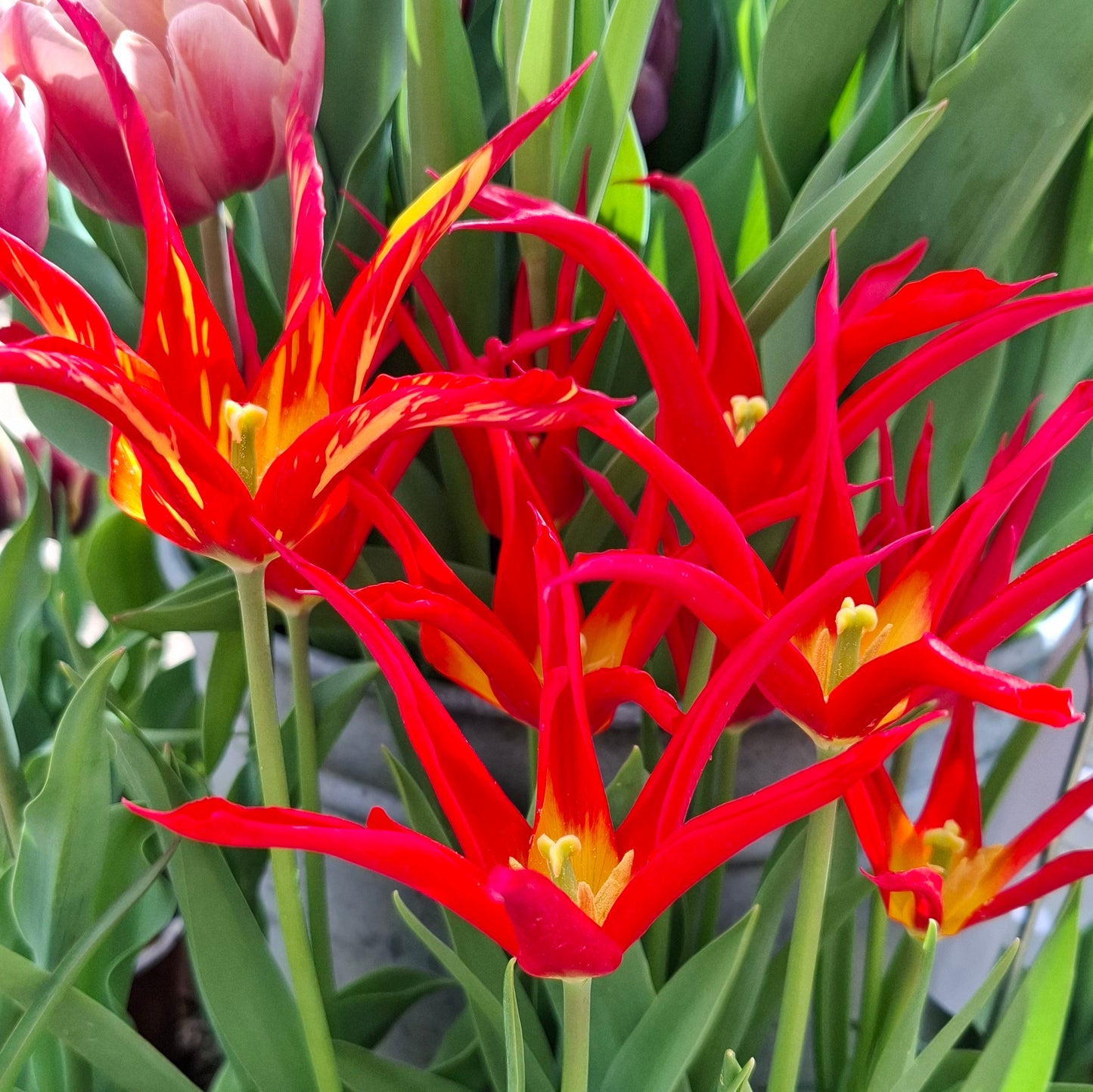 Tulipe Go Go Red - acuminata, Tulipe botanique