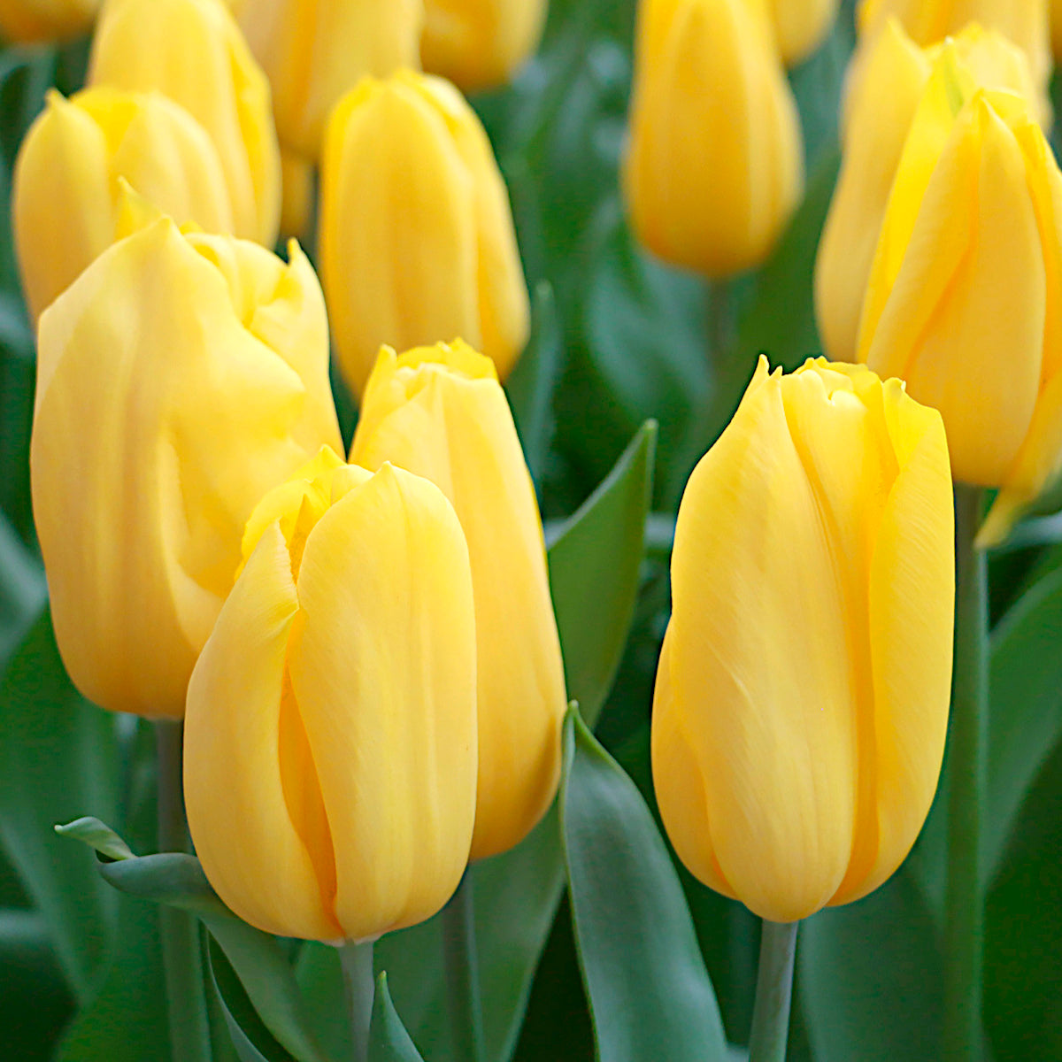 Tulipe Strong Gold, Tulipe Triomphe