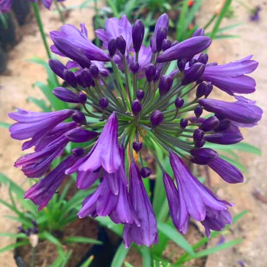 Agapanthe - Agapanthus Popping Purple