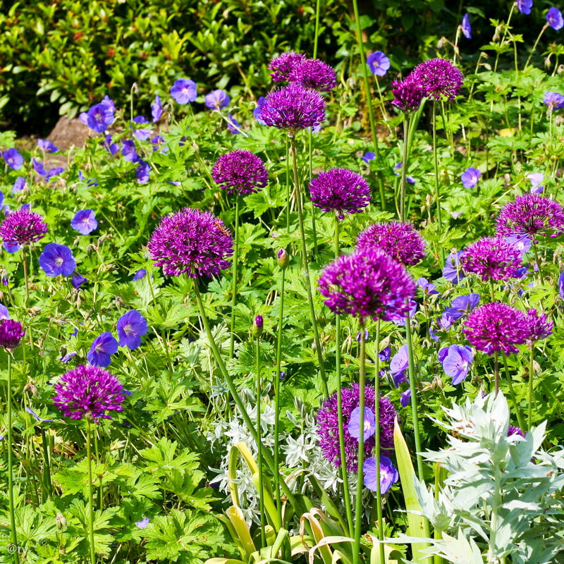 Allium Purple Sensation, Ail d'ornement
