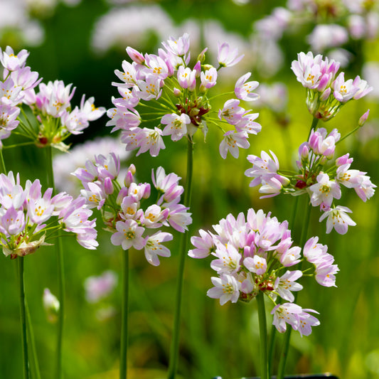Allium roseum, Ail d'ornement