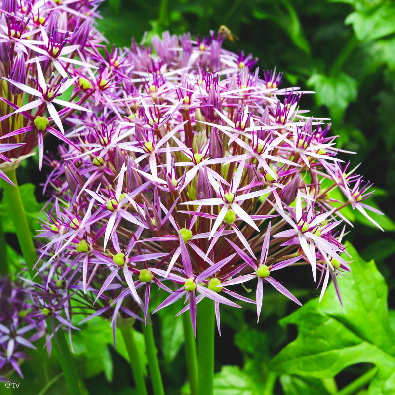 Allium cristophii, Ail d'ornement