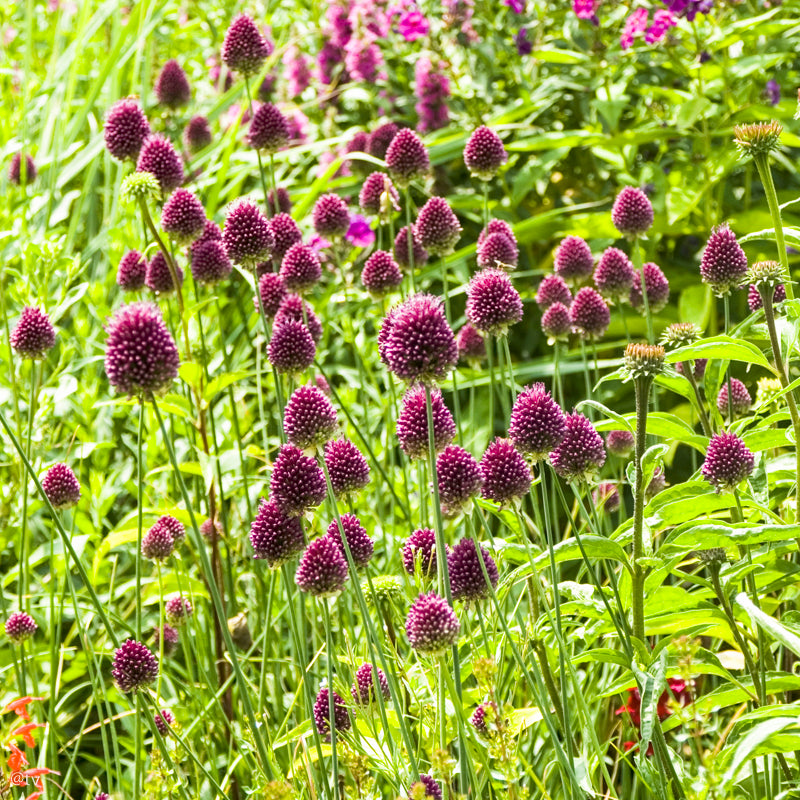 Allium sphaerocephalon, Ail d'ornement