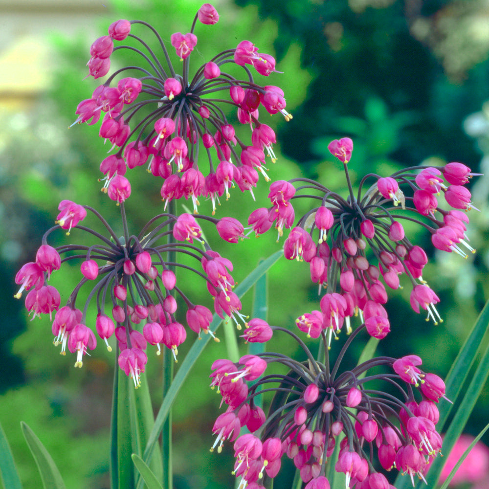 Allium cernuum Hidcote - L'ail d'ornement penché