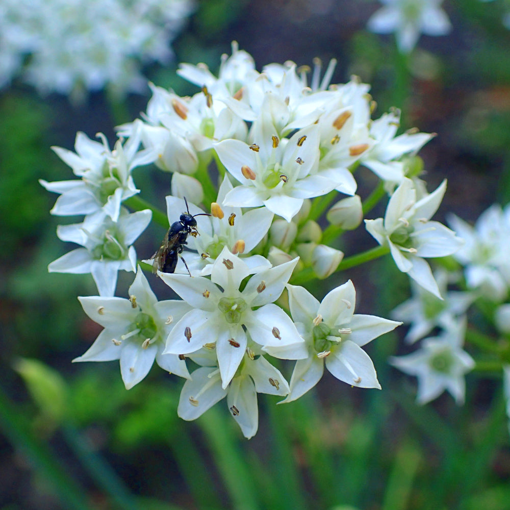 L'ail d'ornement - Allium tuberosum