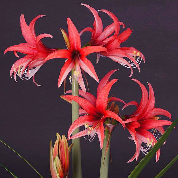 Hippeastrum Rose Cybister (H. Rosado), Amaryllis