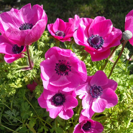 Anemone coronaria Sylphide, Anémone