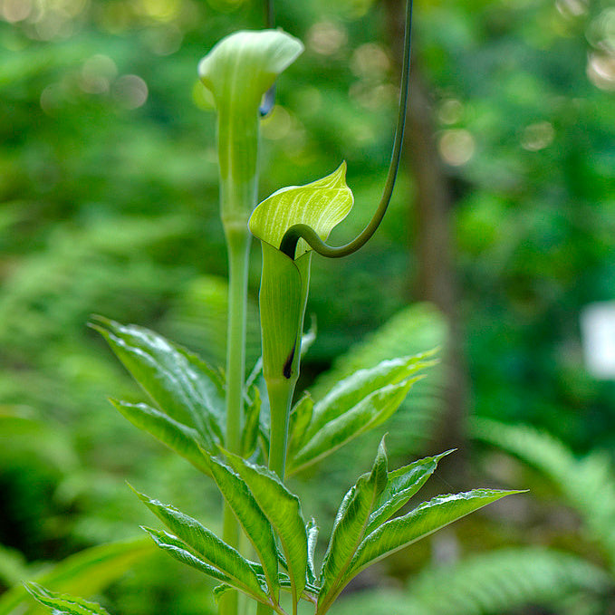 Arisaema tortuosum