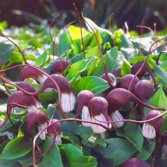 Plante souris - Arisarum proboscideum
