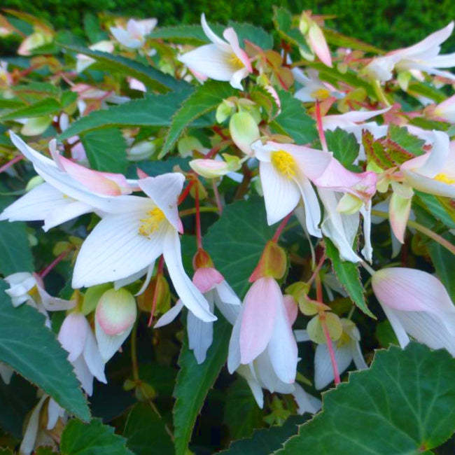 Begonia boliviensis Santa Barbara