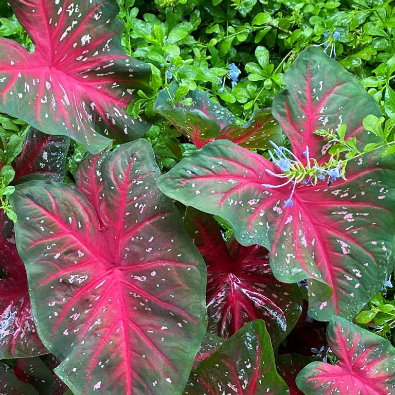 Caladium Red Flash