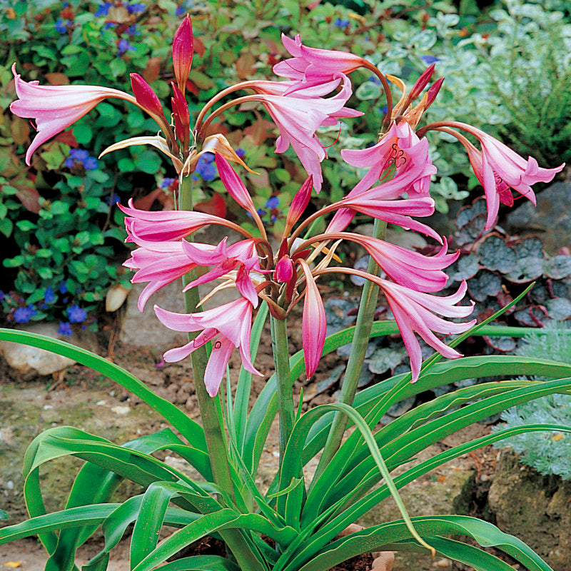 Crinum powellii Rose